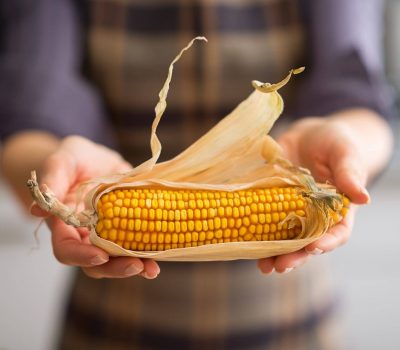 Close-up of hands holding a fresh ear of corn with partially peeled husk.