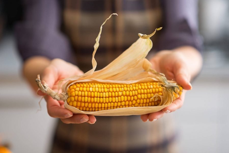 Close-up of hands holding a fresh ear of corn with partially peeled husk.